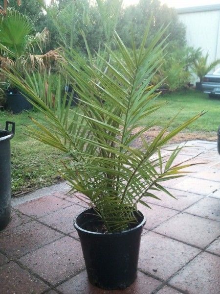 Dwarf Date Palm