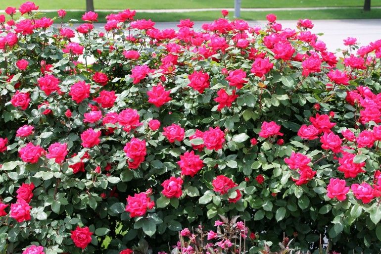 SoilWorx Online Shop