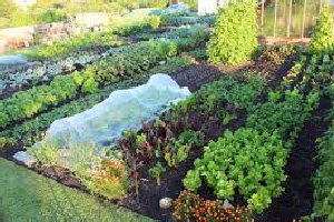 Weekend Project - Build your own veggie patch