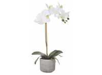 Butterfly Orchid Charcoal Pot