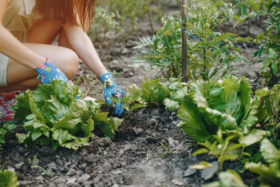 improving garden soil