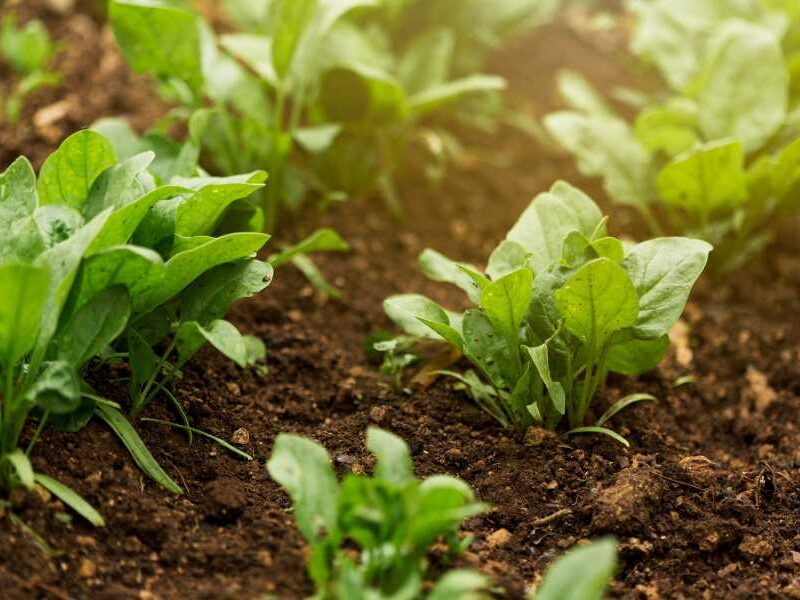 vegetable bed soil