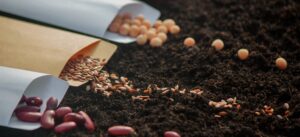 What Is Veggie Mix Soil? The Ultimate Guide for Home Gardeners