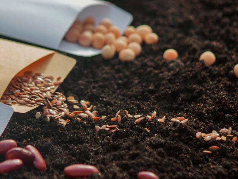Veggie Mix Soil melbourne best in Australia soilworx