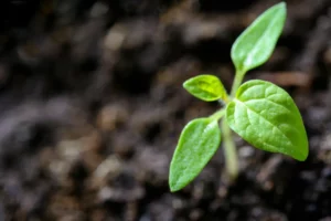 What Is Veggie Mix Soil? The Ultimate Guide for Home Gardeners