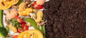 Why Compost Isn’t Ideal as Mulch