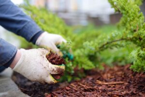 What is the purpose of mulch? What are the benefits of mulch?